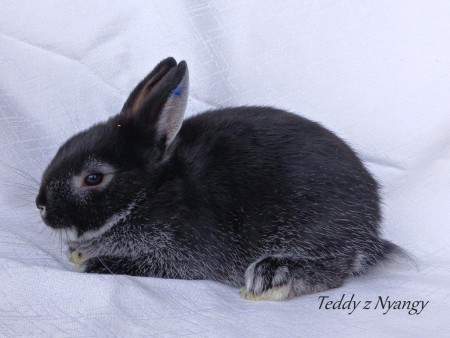 Vrh N27 - REZERVOVÁNO !!!